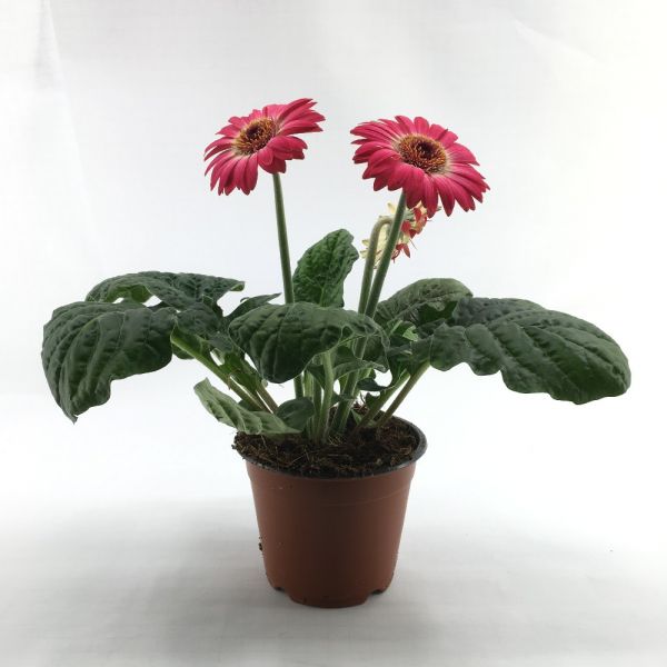 Gerbera mix