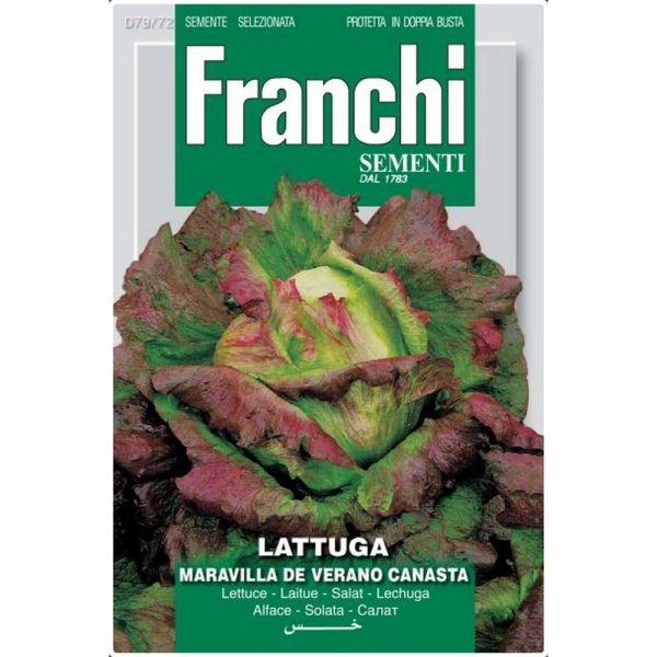 Semente magnum lattuga maravilla de verano canasta