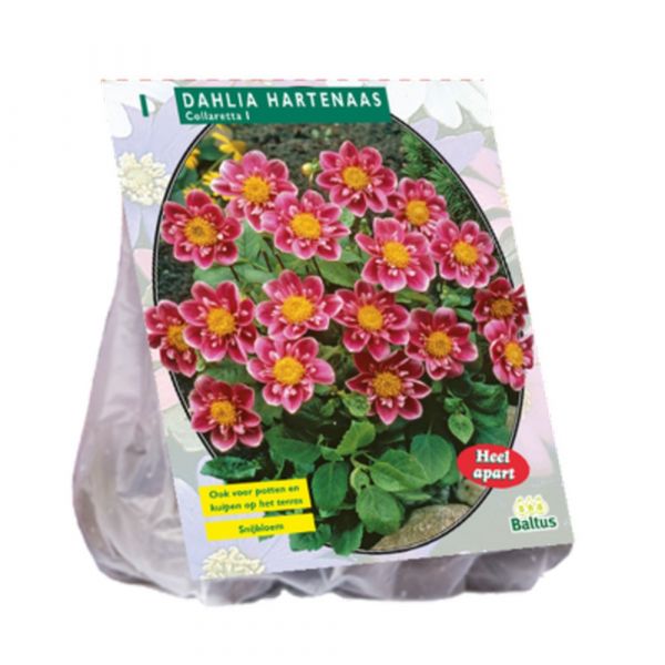 Dahlia collarette hartenaas