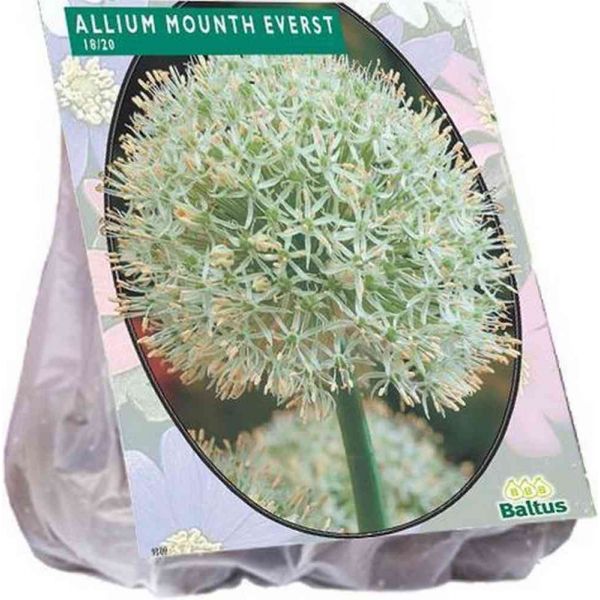 Allium mount everest bulbi x3