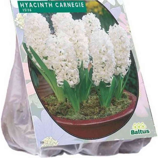 Hyacinth carnegie bulbi x10