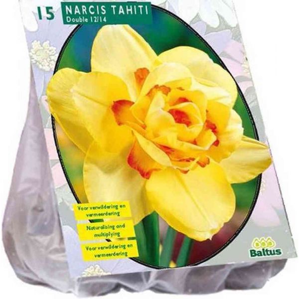Narcis dubbel tahiti bulbi x15