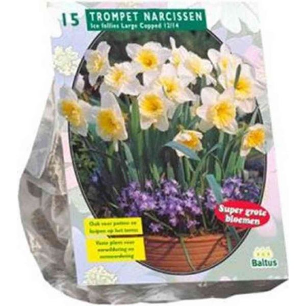 Narcis ice follies bulbi x15