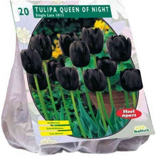 Tulipa queen of night enkel bulbiPZ. 20