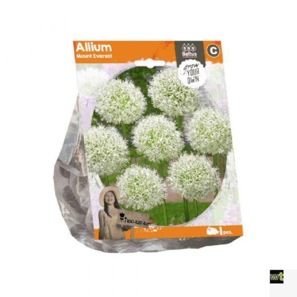 Allium mount everest (sp)