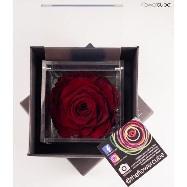Rosa Stabilizzata San Valentino Edition bordeaux 10 x 10 cm