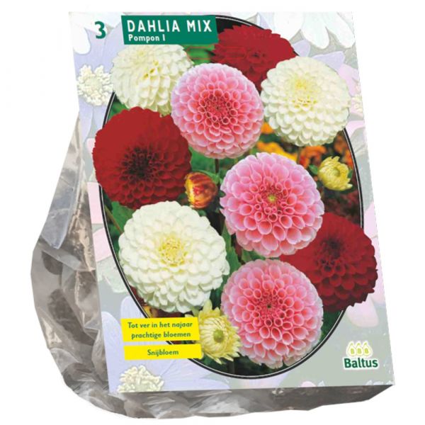 Dalia pompon mix
