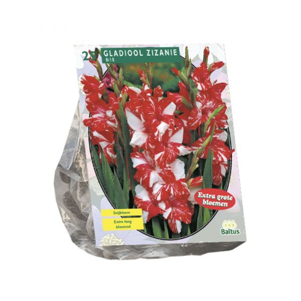 Bulbi Gladioli zizanie