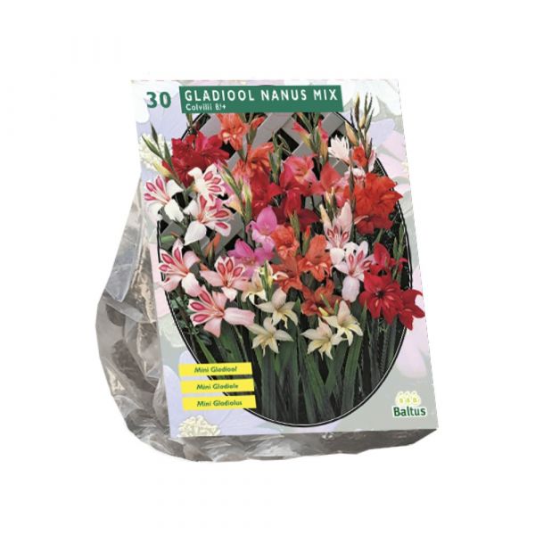 Gladiolus nanus