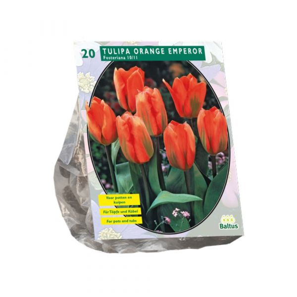 Bulbi Tulipani Orange Emperor Fosteriana x20