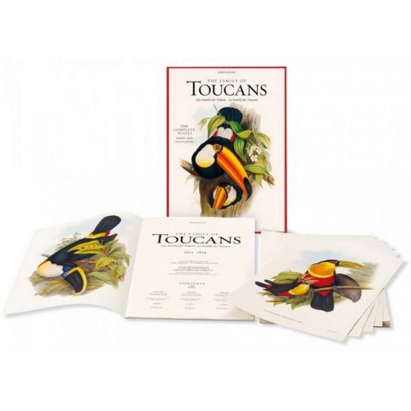 The family of toucans