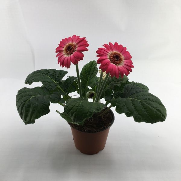 Gerbera mix