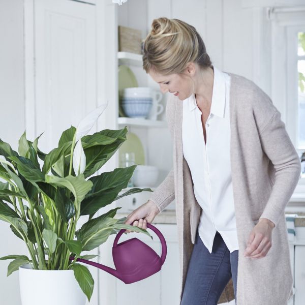 Aquarius watering can cherry