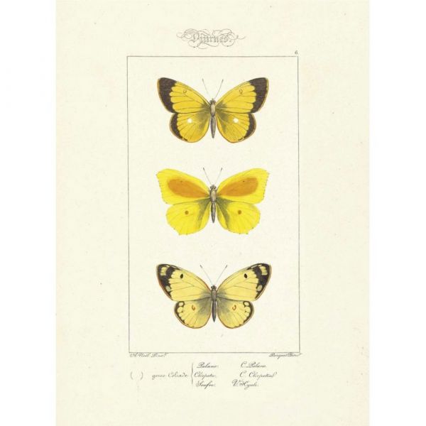 Farfalle