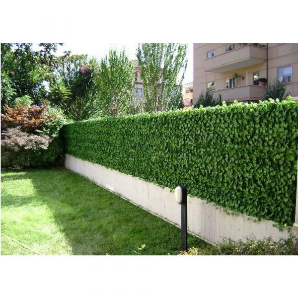 Siepe artificiale edera