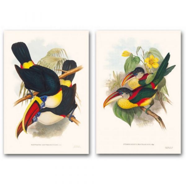 The family of toucans