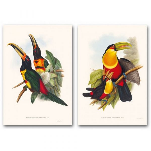 The family of toucans