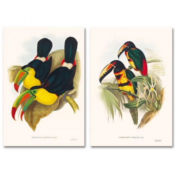 The family of toucans