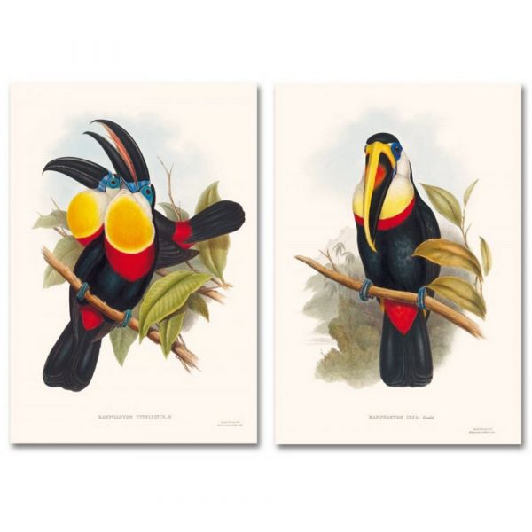 The family of toucans