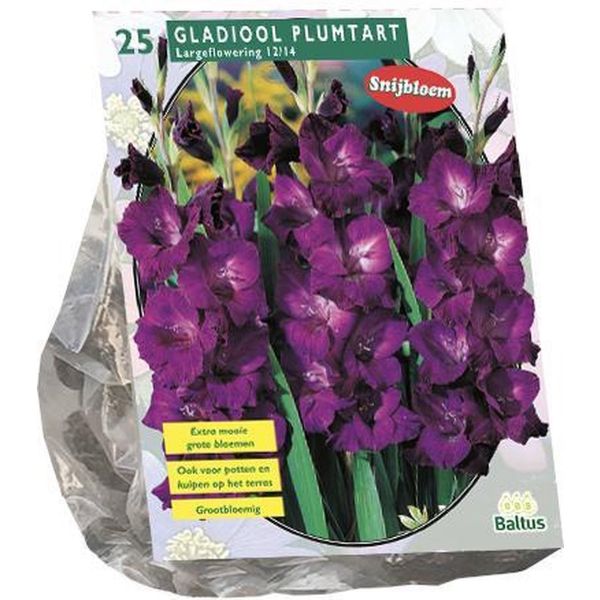 Gladiolus plumtart