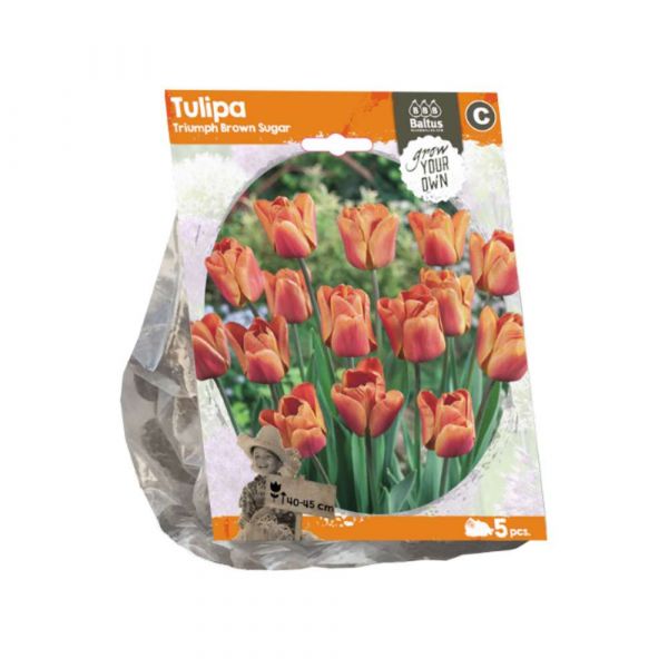 Tulipani triumph brown sugar