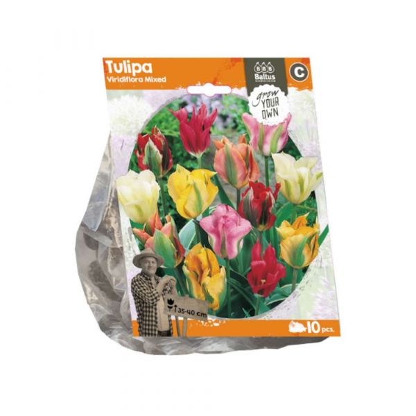 Tulipani viridiflora mixed