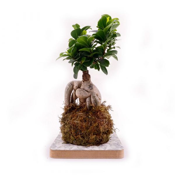Kokedama Ficus Ginseng Paganopiante Agricolashop
