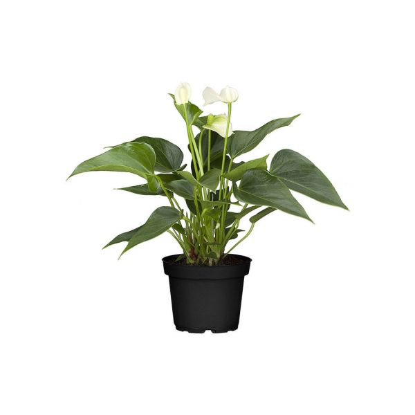 Anthurium mix v.12