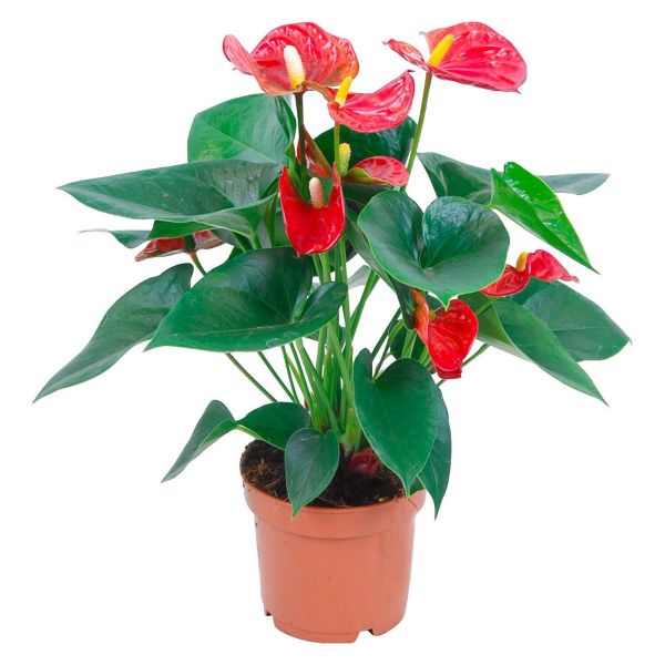 Anthurium mix v.12