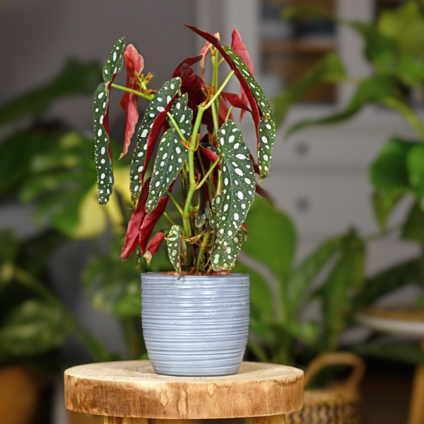 begonia-maculata-vaso-14