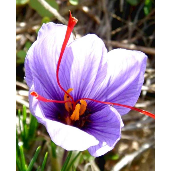 bulbi-zafferano-crocus-sativus