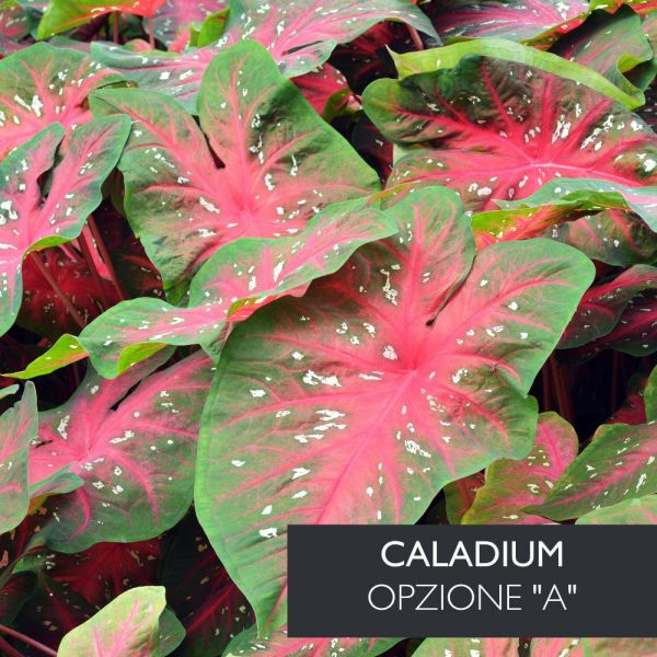 Caladium vaso Ø17cm | Altezza 30-35 cm
