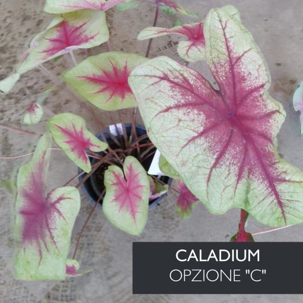Caladium vaso Ø17cm | Altezza 30-35 cm
