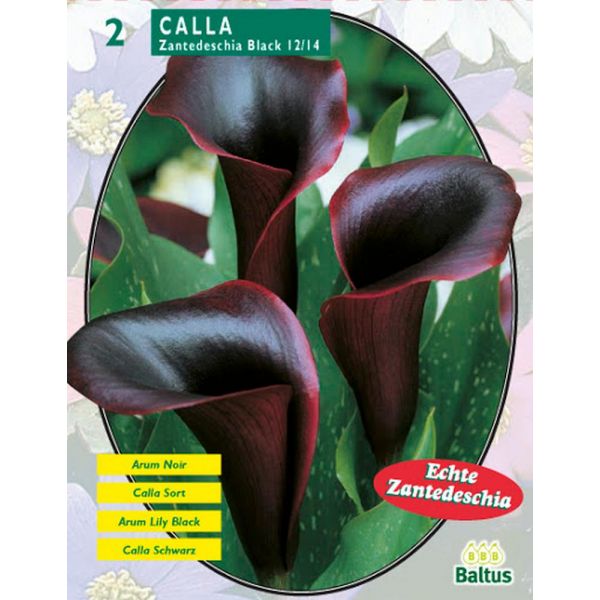 bulbi-calla-zantedeschia-black