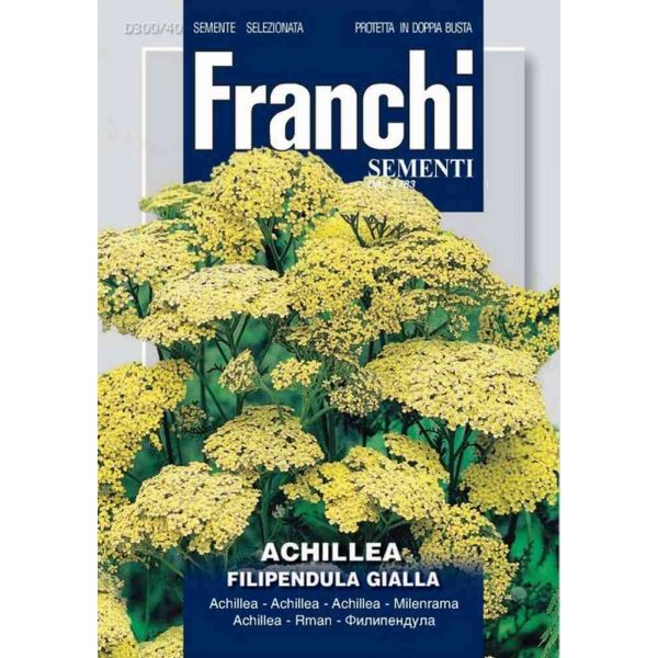 Achillea-filipendulina-Gialla-db