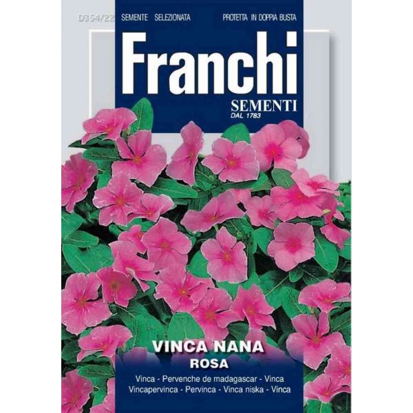 Vinca-nana-rosa-db