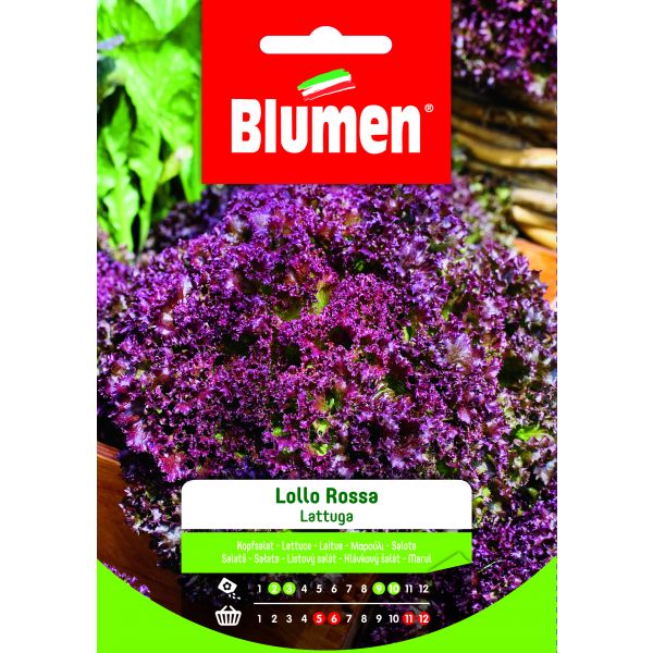 Lattuga Lollo Rossa Blumen