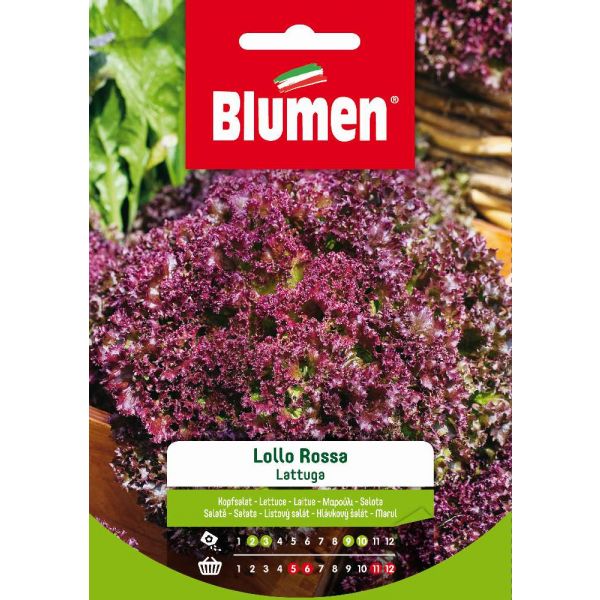 Lattuga Lollo Rossa Blumen