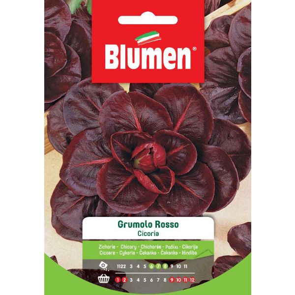 Cicoria Grumolo Rosso Blumen