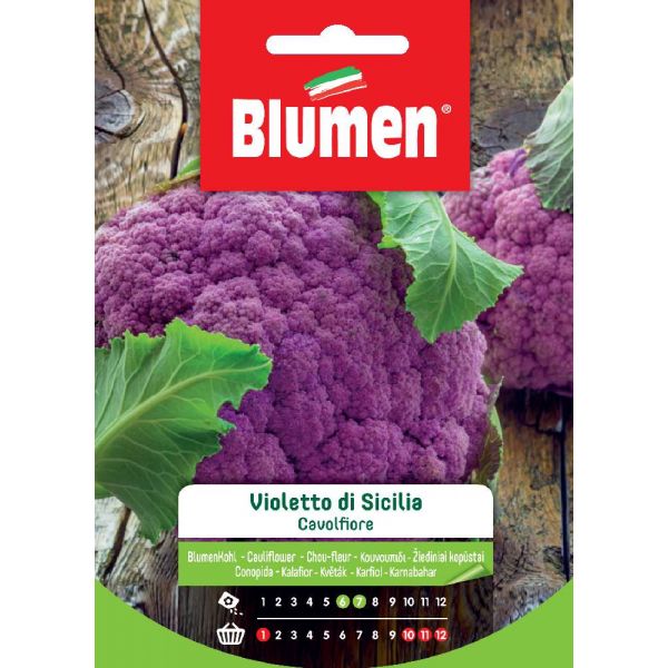 Cavolfiore violetto Sicilia Blumen
