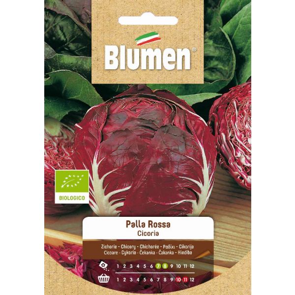 Bio Cicoria Rossa Blumen