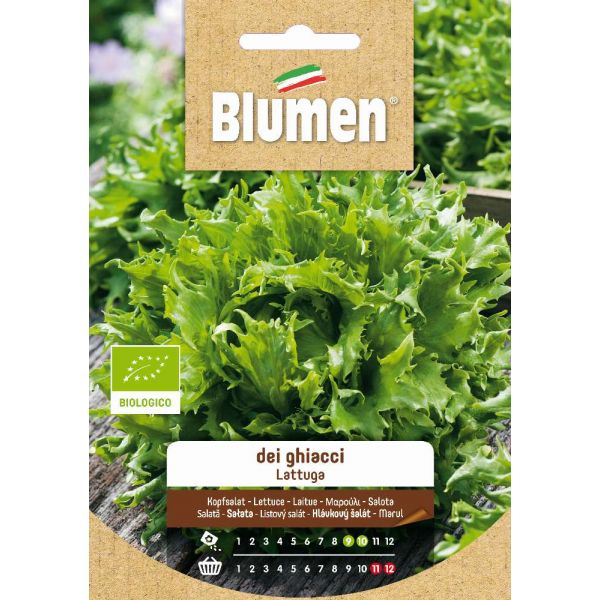 Bio Lattuga Dei Ghiacci Blumen