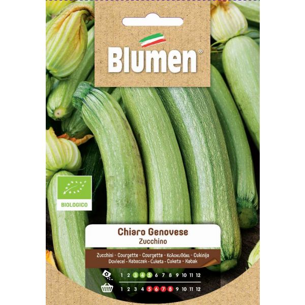 Bio Zucchini Chiari Blumen