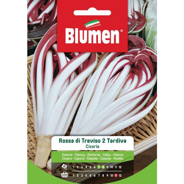 Cicoria Rossa Tv Tardiva Blumen