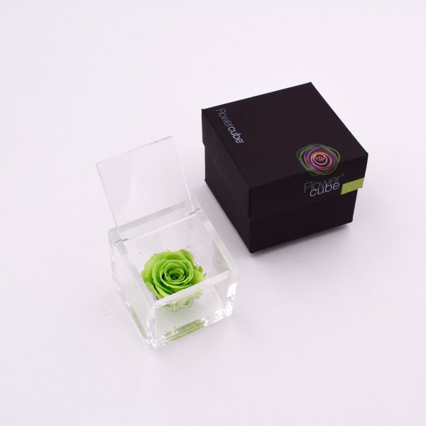 Flowercube | Rosa stabilizzata colore verde (6x6 cm)