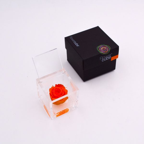 Flowercube |Rosa stabilizzata colore arancio (6x6 cm) 