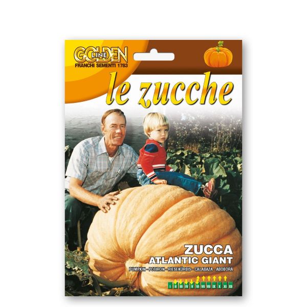 Zucca atlantic giant     zuc