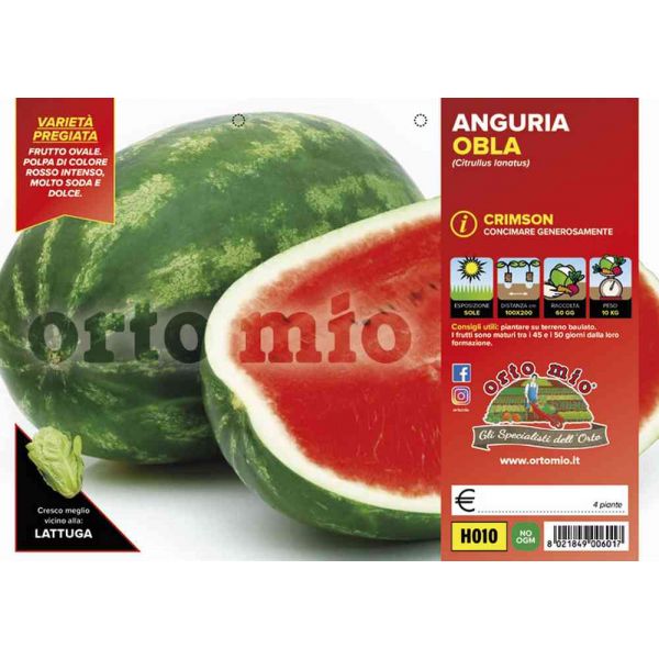 anguria-crimson-obla-8021849006017