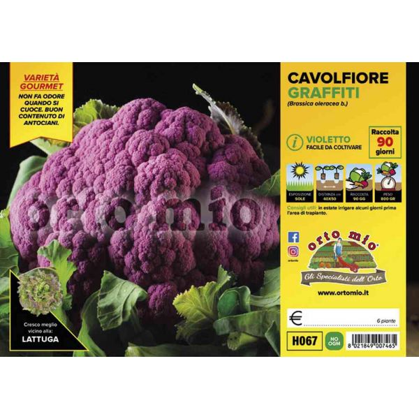 cavolfiore-purple-queen-8021849007465