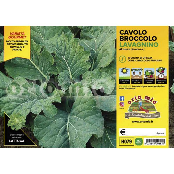 cavolo-broccolo-lavagnino-8021849008639